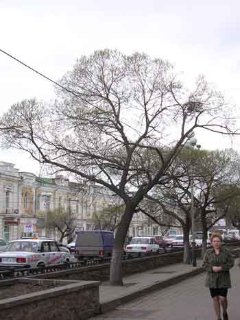 Дерево на Любинском