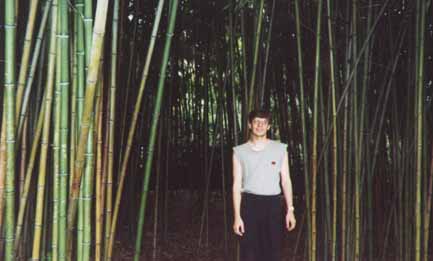 Pop в бамбуковой роще