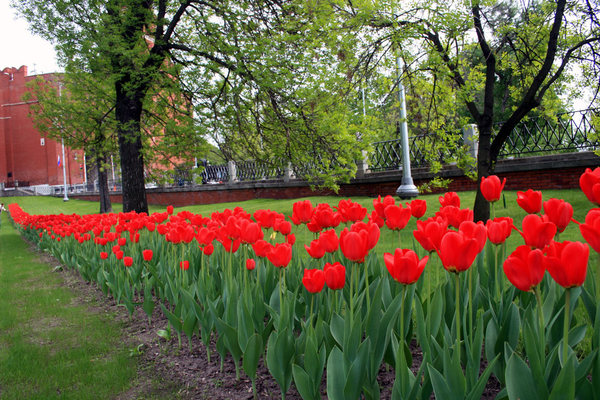Фото с тюльпанами на улице. Аллея тюльпанов в Белгороде. Аллея тюльпанов в Москве. Клумба с тюльпанами. Красные тюльпаны на клумбе.